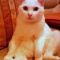 猫飼ってて苦労すること