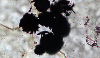 世界最古? カナダで39億5千万年前の生物の痕跡発見 東大准教授ら英科学誌ネイチャーに発表