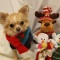ハロードッグクリスマスパーティー