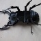 昆虫立体きりおりがみ あらゆる方向から
