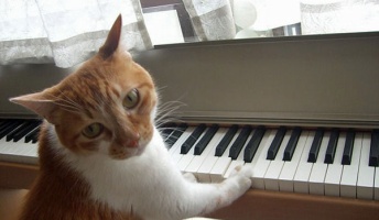 「猫踏んじゃった」とかいう謎の曲...