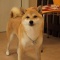 一 番 か わ い い 犬 は 柴 犬