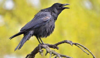 子供の頃カラスと仲良かったときの思い出を語りたい