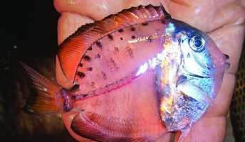 【画像】透明すぎる魚が発見される
