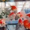 ２/２２ 越後玉サバ美人金魚 撮影