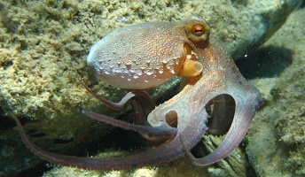 【生物】なぜタコは陸に上がっても平気なのか タコの意外な生態について専門家に聞いてみた(動画あり)