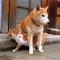 一 番 か わ い い 犬 は 柴 犬