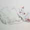 愛猫