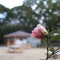 ��ī�θ�ڱ��̤����� #okayama #������� #����ι� #�ǥ�����