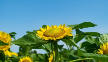 夏ごろの夢みたいな話するわ