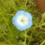 春よ来い♪