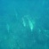 イルカがいっぱい御蔵島