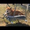 ブランコに乗せられて微妙な顔をする柴犬