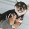 一 番 か わ い い 犬 は 柴 犬