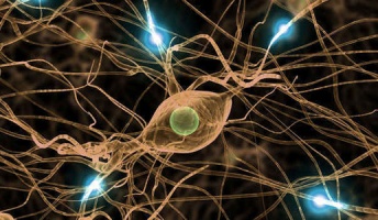 【細胞に記憶】単一神経細胞による『記憶』を世界で初めて発見 定説をひっくり返す大発見