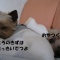 わんこたちのつぶやき