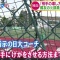 【日大アメフト】宮川選手の記者会見にテレビカメラ20台以上、報道陣計358人