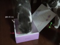 ̡���档����