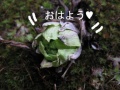 BlogPaint
