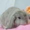 ホーランドロップ/小動物うさぎ販売/名取市/柴田町