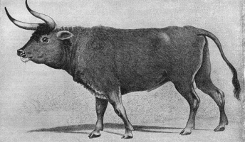 悲報、17世紀以降に絶滅した動物が多すぎる