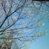 目黒川での桜見物