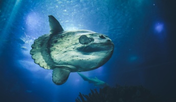 マンボウの"正面から見た顔"が不気味すぎるwwwwwwww