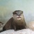 アクア・トトぎふ　上からコツメ