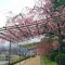 しののめ周辺お花見情報♪ その1 〜2度おいしい?!編〜