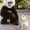 一 番 か わ い い 犬 は 柴 犬