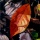 Autumn leaves　枯葉