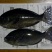 １２月中旬の釣り　その１