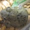 寒そうなヌマガエル