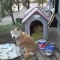 一 番 か わ い い 犬 は 柴 犬