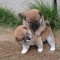 一 番 か わ い い 犬 は 柴 犬