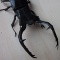 昆虫立体きりおりがみ あらゆる方向から