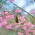 寒緋桜とメジロ