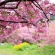 【画像有】桜はなぜ1週間しか仕事をしないのか…福岡で開花