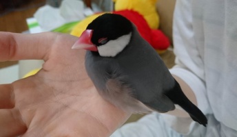 うちの文鳥が可愛いから見てくれ!