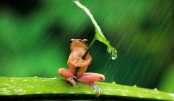 【画像】カエルの可愛さは異常!この可愛さ分かる奴いる?