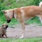 一 番 か わ い い 犬 は 柴 犬