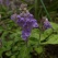 庭の花 「5月」