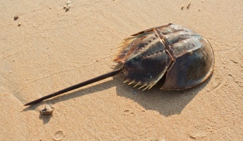 ついにカブトガニの正体が判明!→ なんと○○の仲間だった