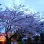 今年の花見はこれで決まり。