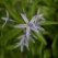 庭の花 「5月続きの続き」