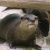 アクア・トトぎふ　上からコツメ