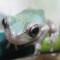 乾燥赤虫がお好き