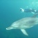 イルカがいっぱい御蔵島