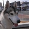 一 番 か わ い い 犬 は 柴 犬