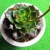 多肉植物の花が咲きました